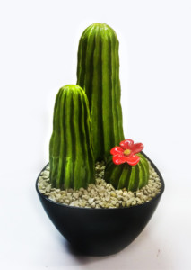 cactus de porcelana esmaltada